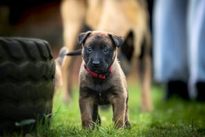 dog, collar, tag