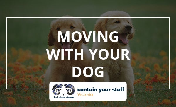 moving, dog, guide